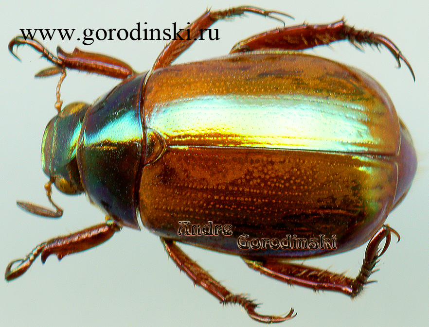 http://www.gorodinski.ru/scarabs/Mimela galbinata.jpg